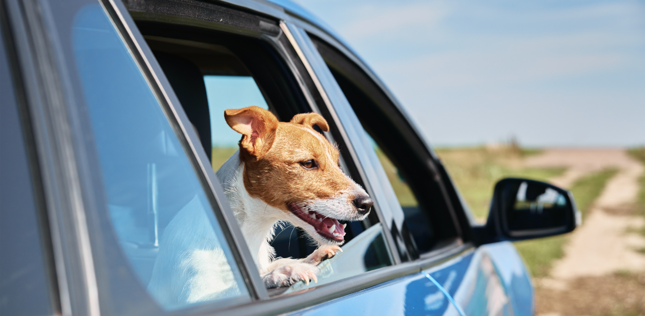 Jack Russell Terrier enjoying a car ride with head out the window